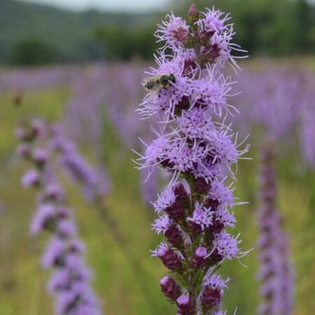Button Blazing Star, Liatris Seeds - Packet image number null
